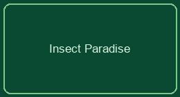 Insect Paradise